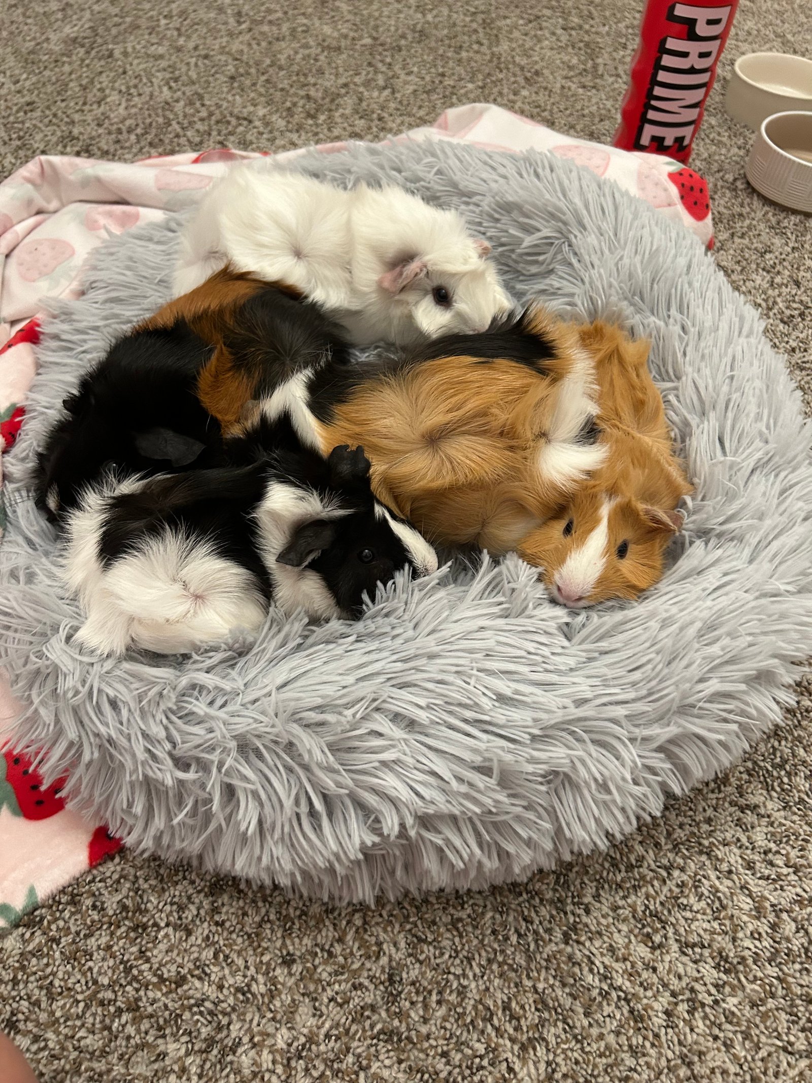 Guinea pigs