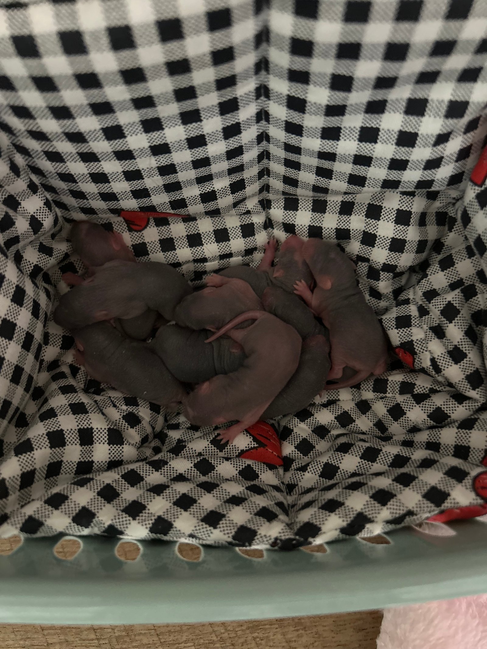 Baby rats